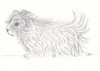 Abyssinian Guinea Pig